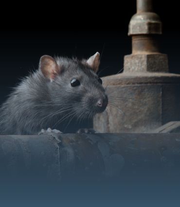 Àrtica Ambiental imagem