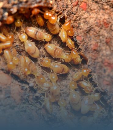 Àrtica Ambiental imagem