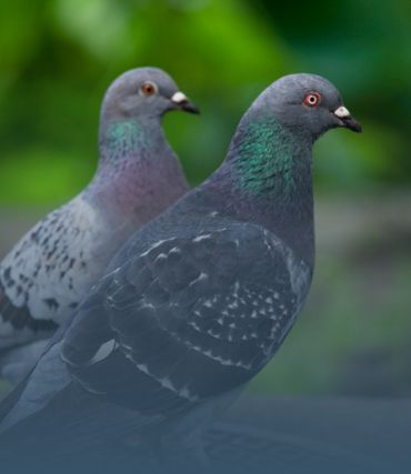 Àrtica Ambiental imagem